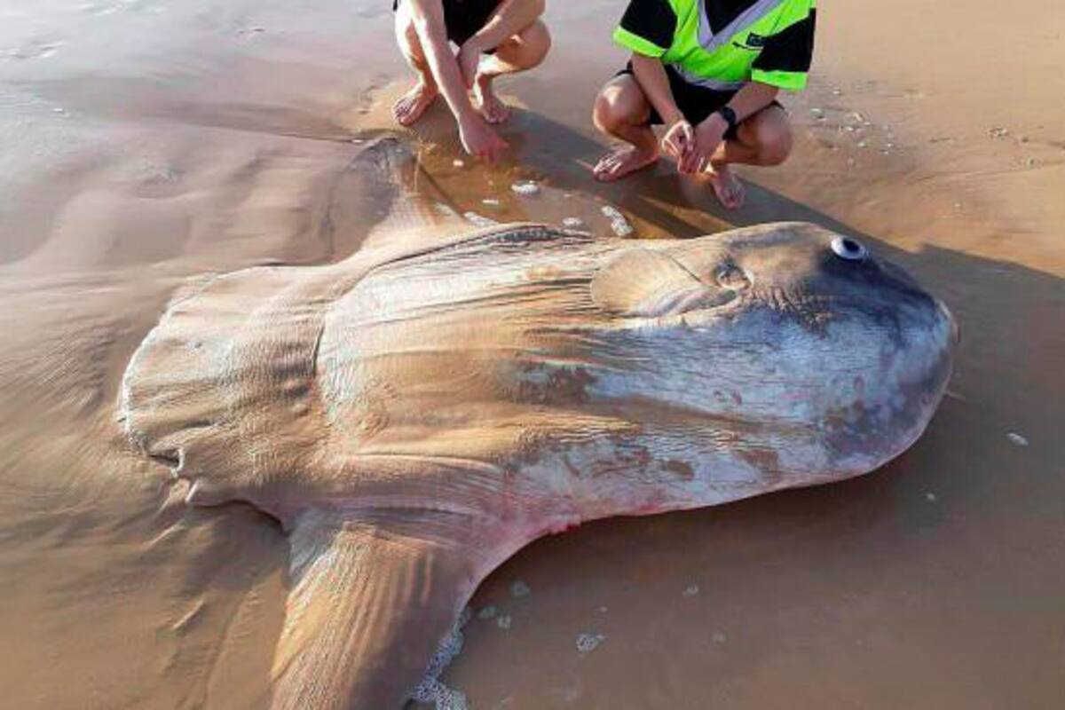 Hallan a uno de los peces más raros del mundo en Australia