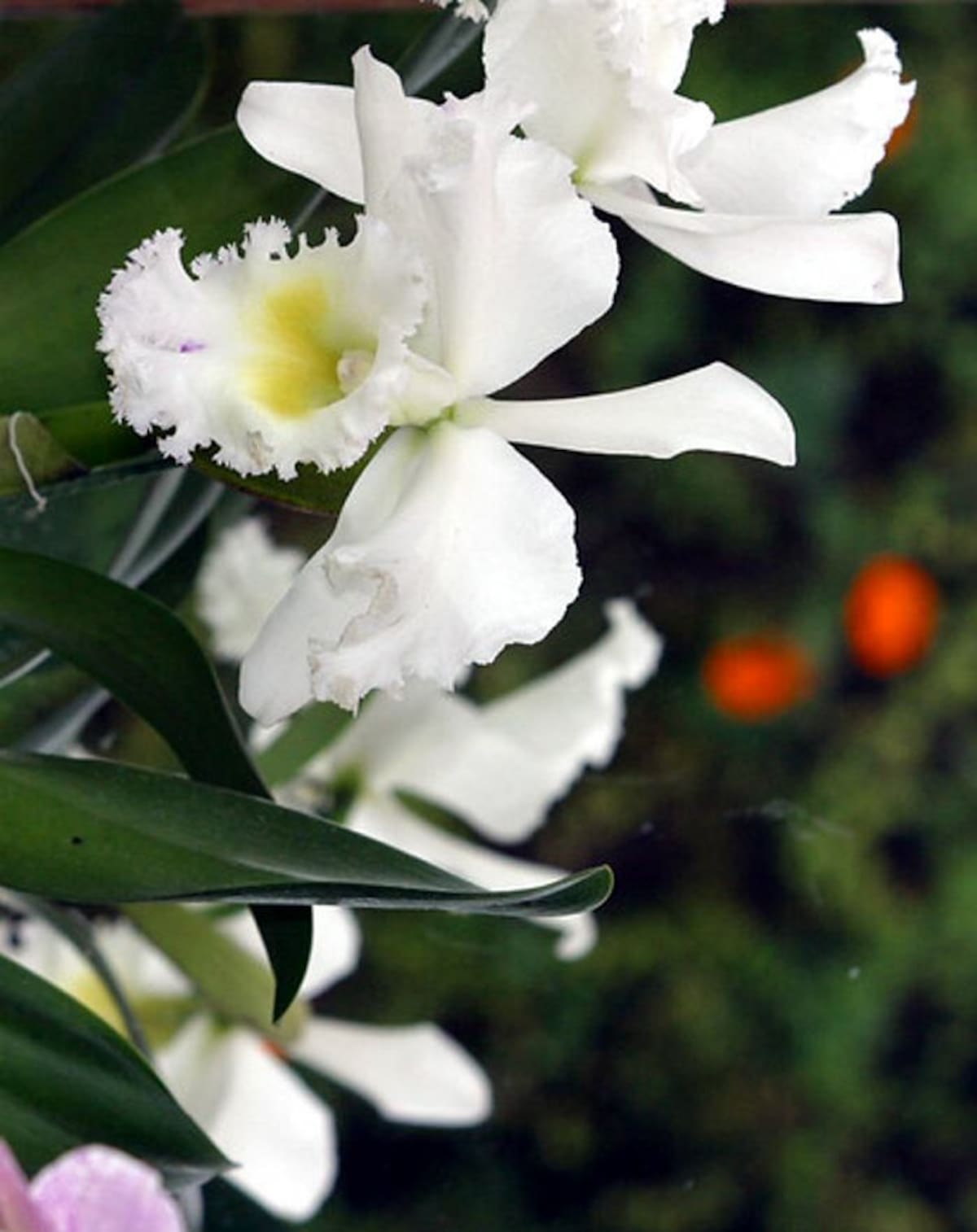 Colombia es uno de los países con mayor diversidad de plantas con flores. COLPRENSA
