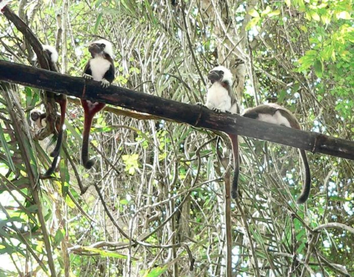 El Tití cabeciblanco es una especie en peligro crítico de extinción, según la Unión Internacional para la Conser-vación de la Naturaleza (IUCN).