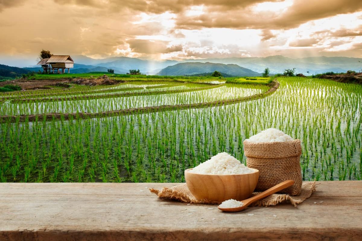 Arroz, ¿Por qué es tan valioso en nuestra dieta?