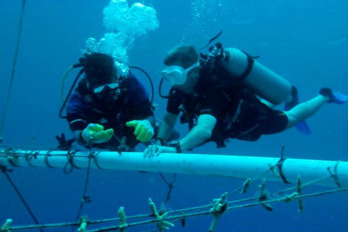 Así avanza la restauración ecológica en San Andrés tras el paso de Iota