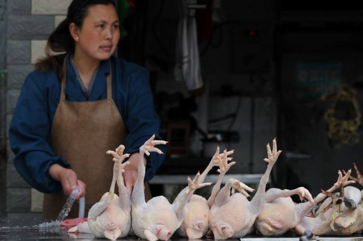 "Hasta la fecha, se han notificado ocho focos de influenza aviaria débilmente patógena A(H7N9) en las palomas y pollos encontrados en los mercados situados en Shanghai y en las provincias vecinas", según la OIE. AFP STR