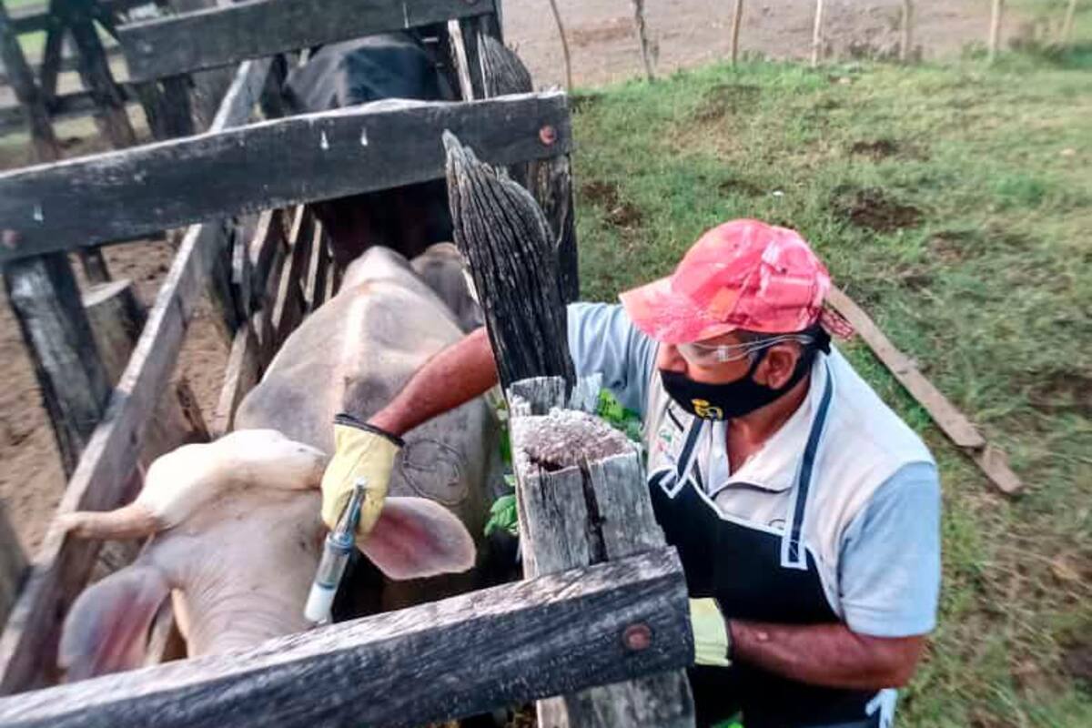 Vacunado el 31,9% de la población bovina y bufalina