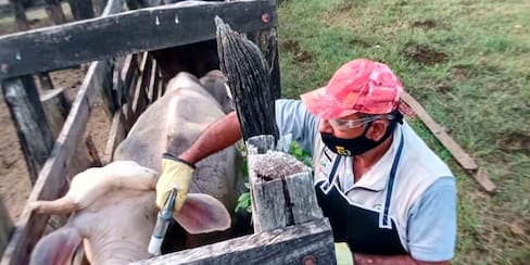 Vacunado el 31,9% de la población bovina y bufalina
