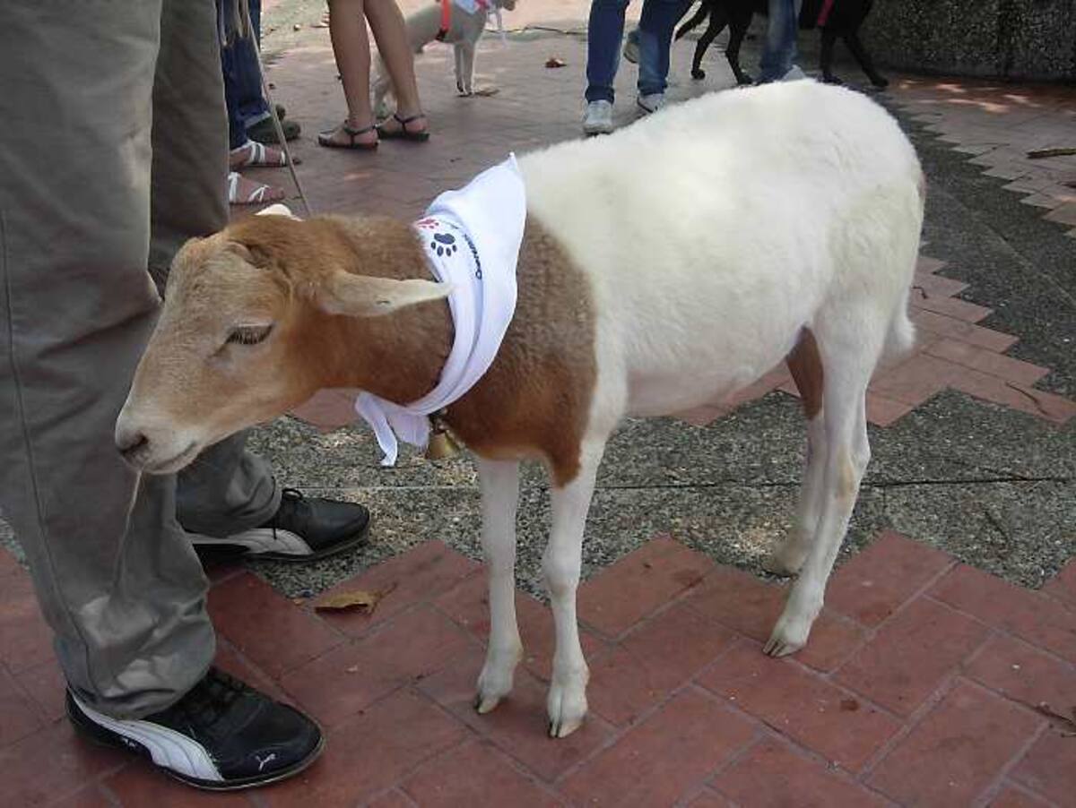 Un chivo se unió a la manifestación por los derechos de los animales.