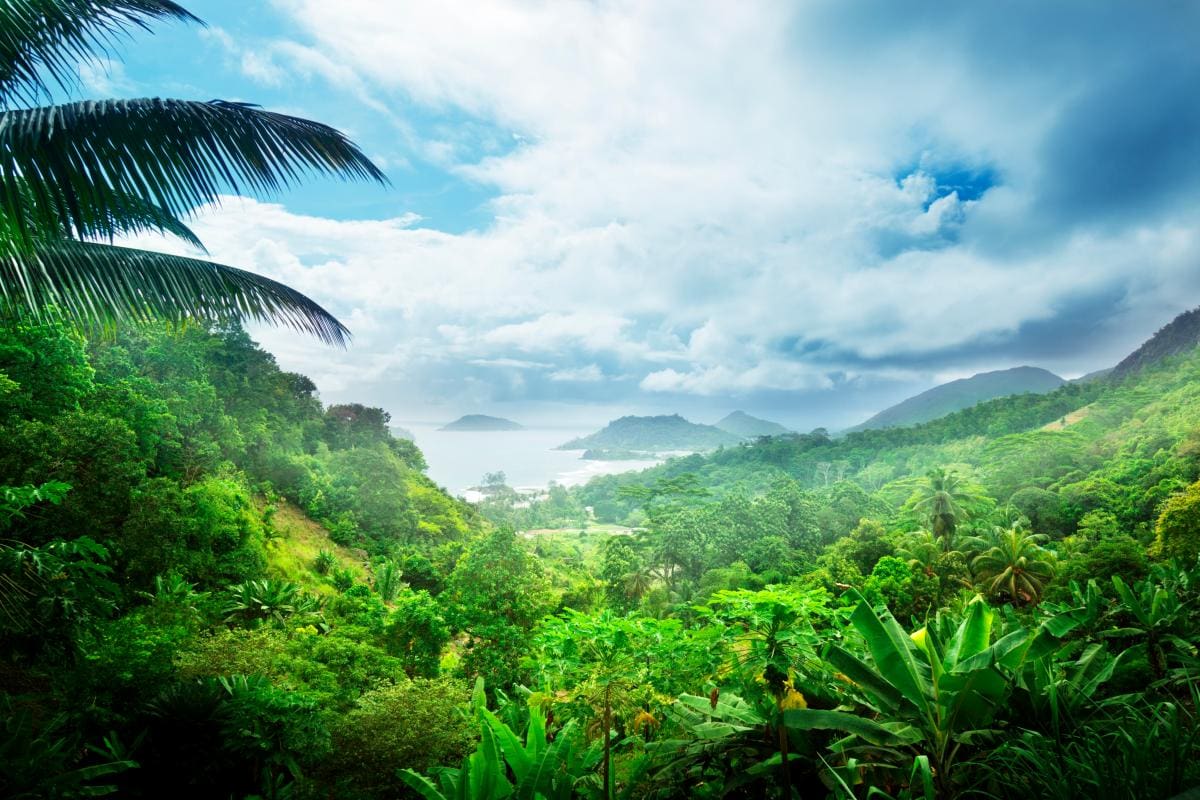 ¿Y entonces? Agricultura impulsa el 90 % de la deforestación tropical