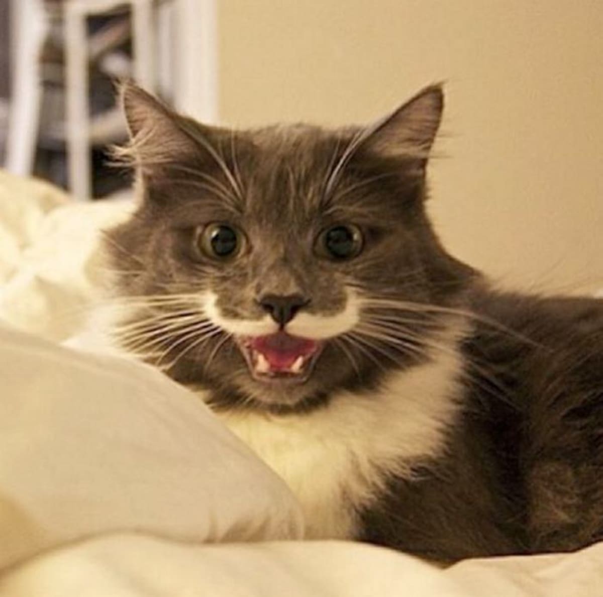 Instagram hamilton_the_hipster_cat