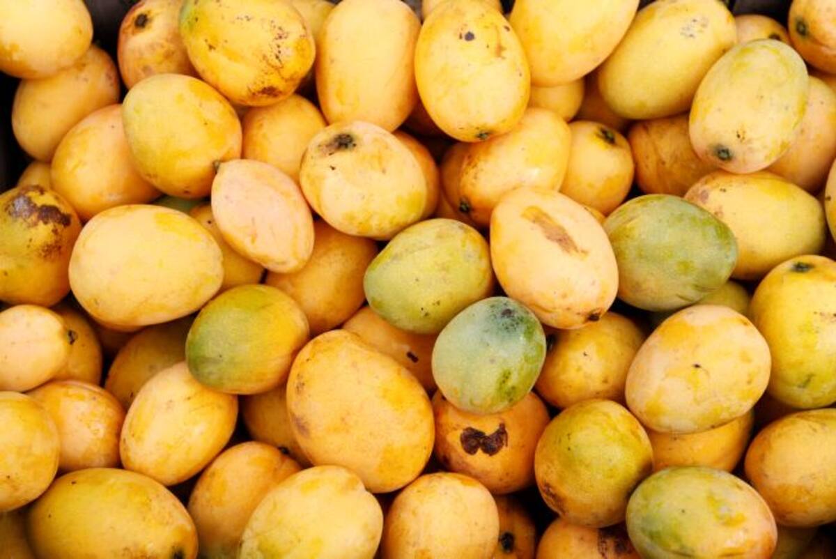 La vereda de Paiva Mamonal, zona rural de Santa Rosa de Lima, celebra el XVI Festival del Mango con una programación pensada para todos los gustos y edades. Julio Castaño-El Universal