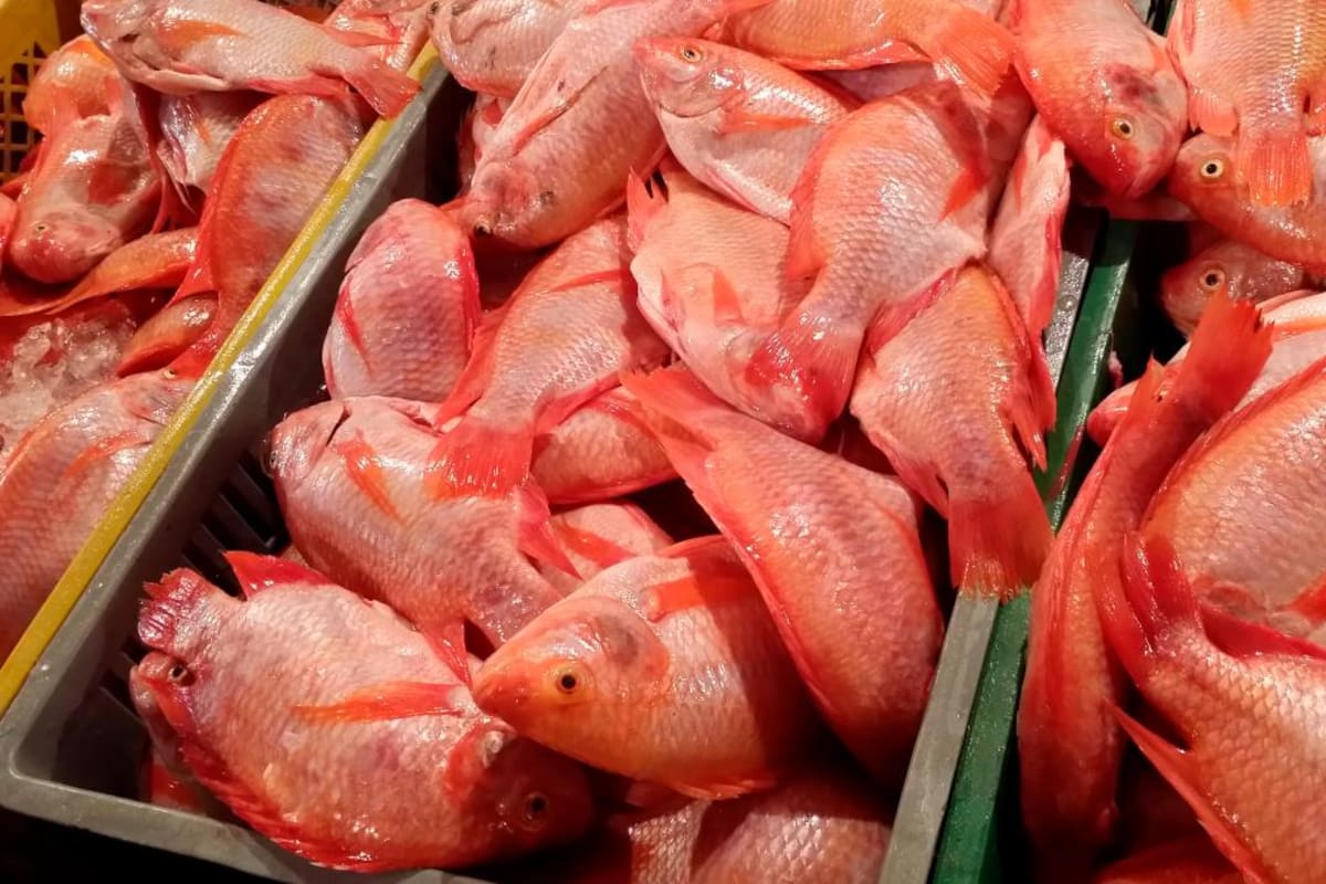 ¡Sí hay pescado en Semana Santa!