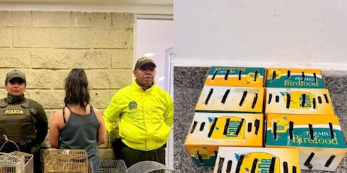 Mujer intentó sacar 18 aves del país y fue capturada en el aeropuerto de Cartagena