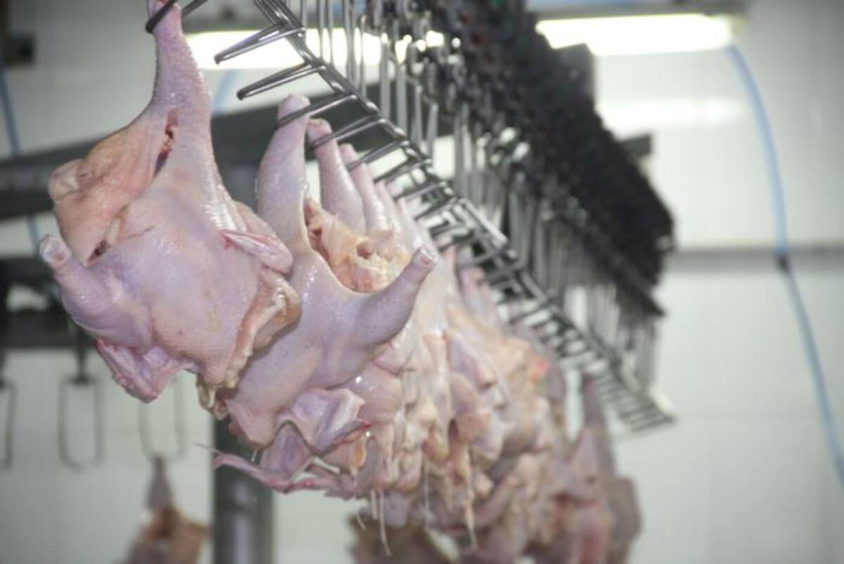 La salmonella es un agente patógeno que contamina carne durante la matanza y procesamiento, y es especialmente común en pollo con poca cocción. CORTESÍA