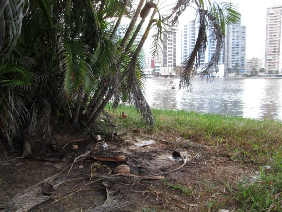 Un conjunto de palmeras cerca de la orilla de El Laguito, está convertido en el orinal de todos. PEDRO TORRES, EL UNIVERSAL