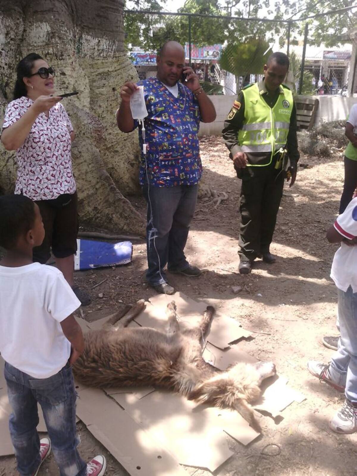 Momentos en que veterinarios atienden a la burra que fue brutalmente golpeada con un palo. //Cortesía.