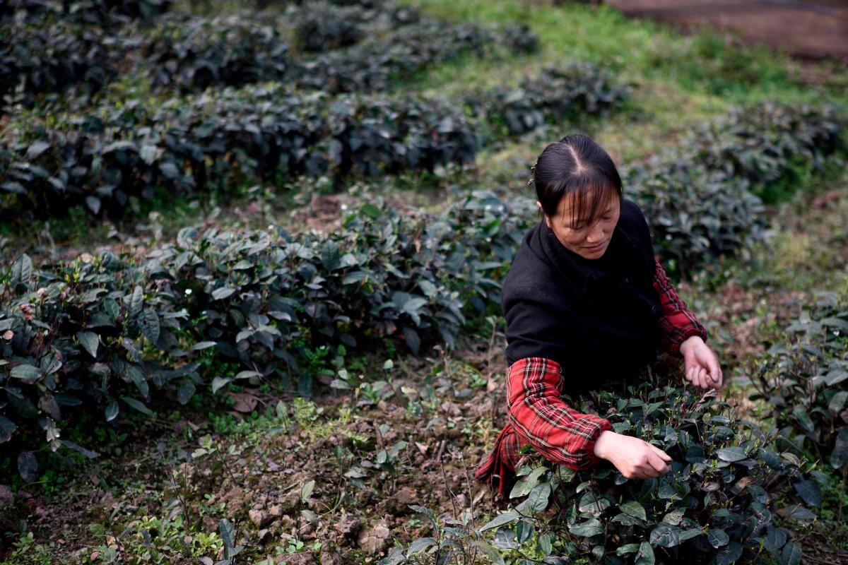 El entorno cultural de bosques de té en China ya es patrimonio de la Unesco