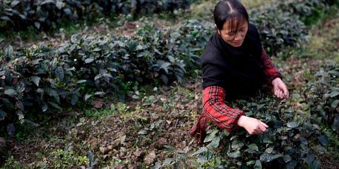 El entorno cultural de bosques de té en China ya es patrimonio de la Unesco
