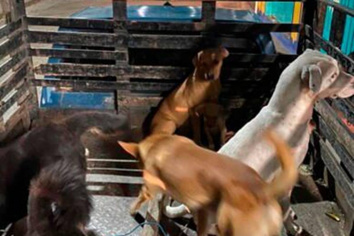 ¡Indignante!: Sacrificaron perros callejeros para capacitaciones en cirugías