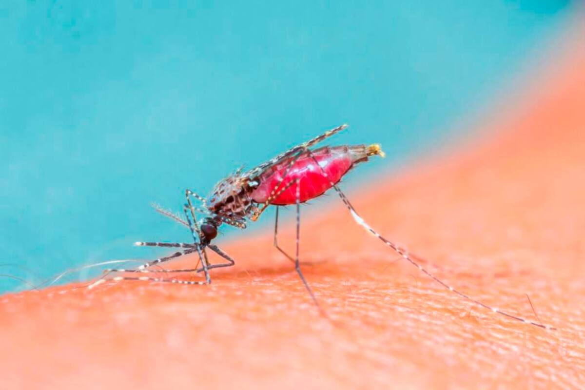 Dengue: OMS recomienda la primera vacuna contra esta enfermedad