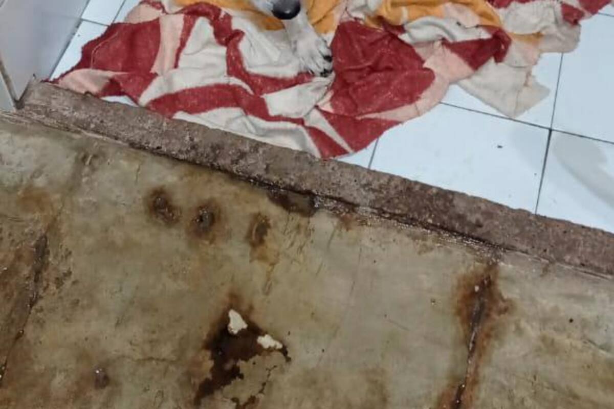 Animales en Cartagena también quedaron afectados por el paso de Iota