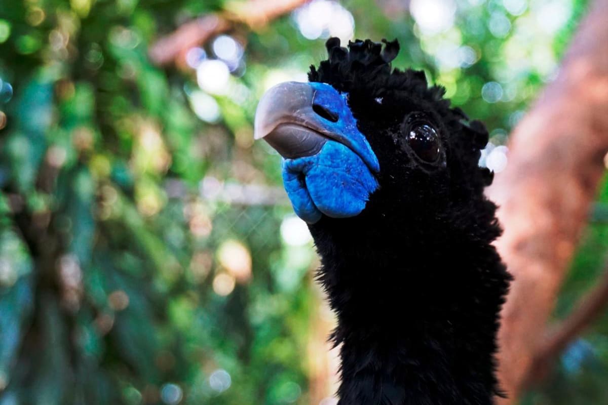 Zoológico de Barranquilla y Parques Nacionales trabajan en los Montes de María