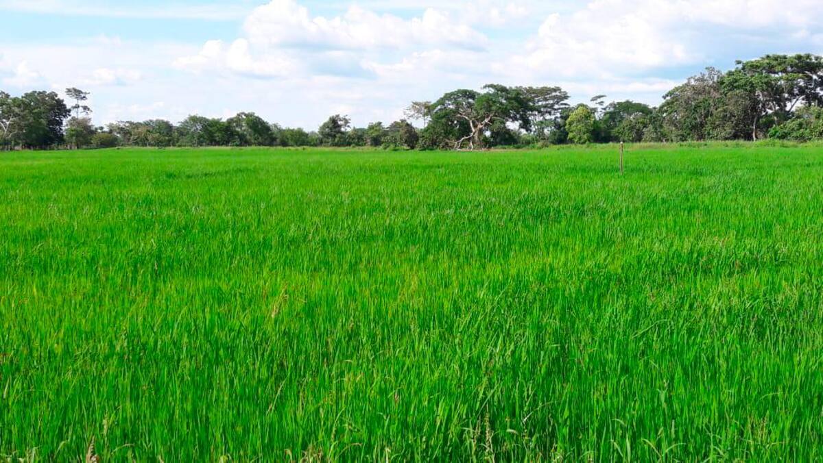Cultivo de arroz de Mercedes Morales, en San Pablo (Marialabaja). // CORTESÍA