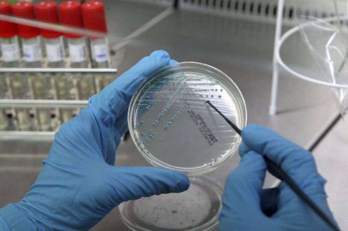 La microbiota ha evolucionado conjuntamente con los seres humanos, con los animales y las plantas, durante milenios. EFE
