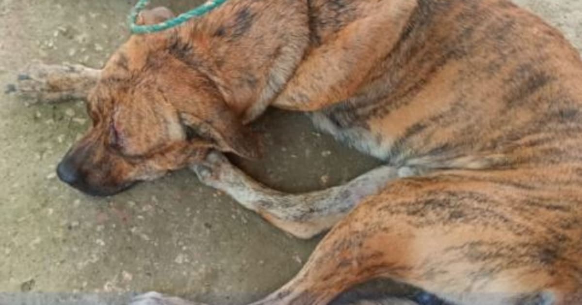 Dog attacked a 7-year-old girl on the face and neck on a street in Henequén