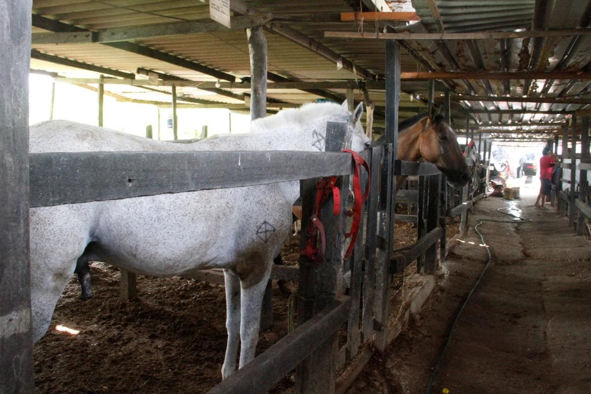 Los cocheros reclaman apoyo para ellos y los caballos