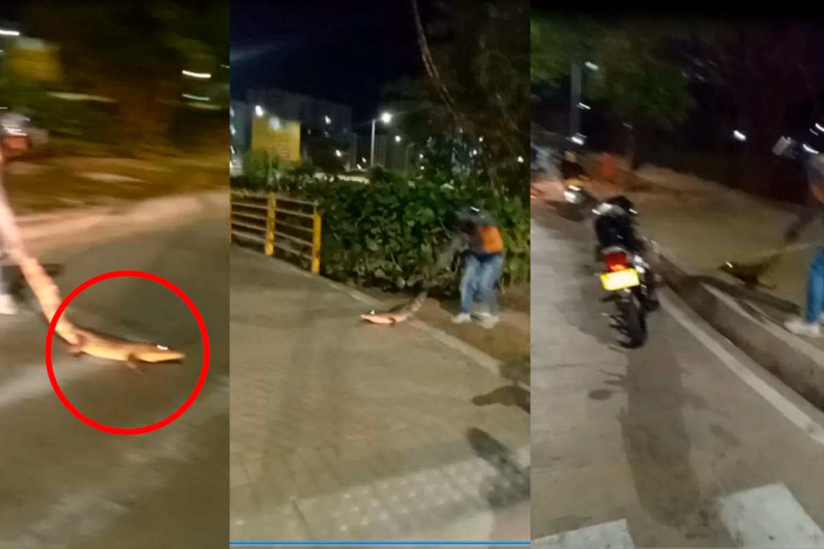 Primero en El Pozón y ahora en Parque Heredia, siguen apareciendo babillas