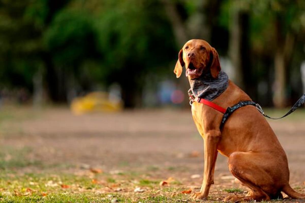 El Garavito de los animales: denuncian asesino serial de perros y gatos