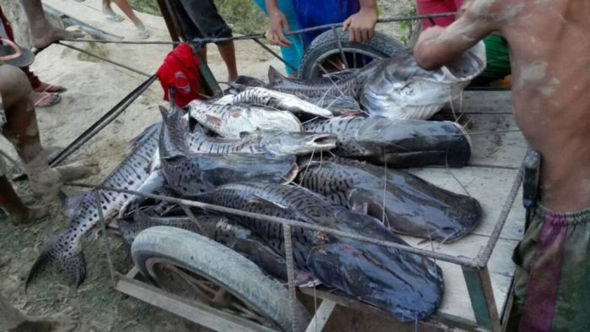 La comunidad expresó su preocupación por que diariamente aparecen miles de peces en las orillas del río Cauca. En Achí, es donde más han aparecido y las autoridades piden tener mucho cuidado. Cortesía Jesús Polo