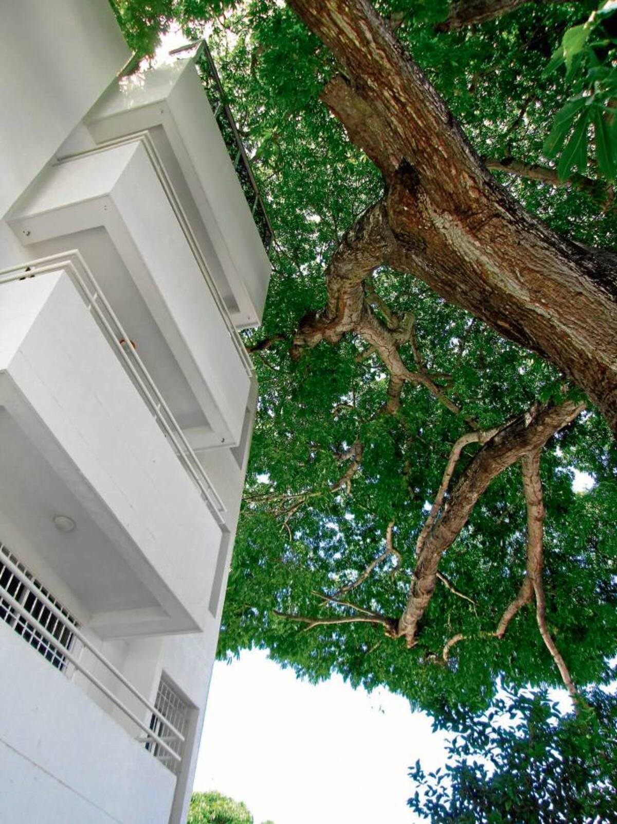 Debido a los 20 metros o más de altura que tienen los árboles, sus ramas pegan con los balcones de algunos apartamentos del Edificio Las Bongas, por lo cual el EPA había recomendado podarlos simétricamente. PEDRO TORRES-GENTE BAHÍA
