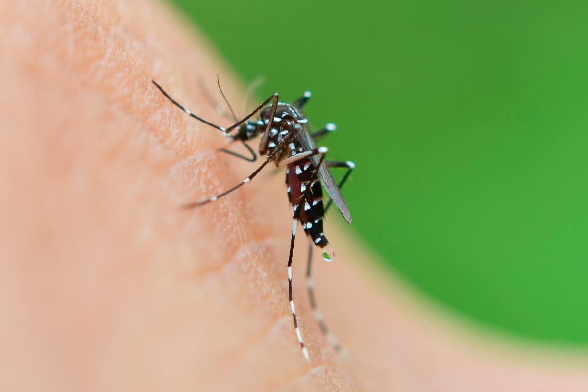 Síntomas de alarma por dengue en niños: identifica las señales