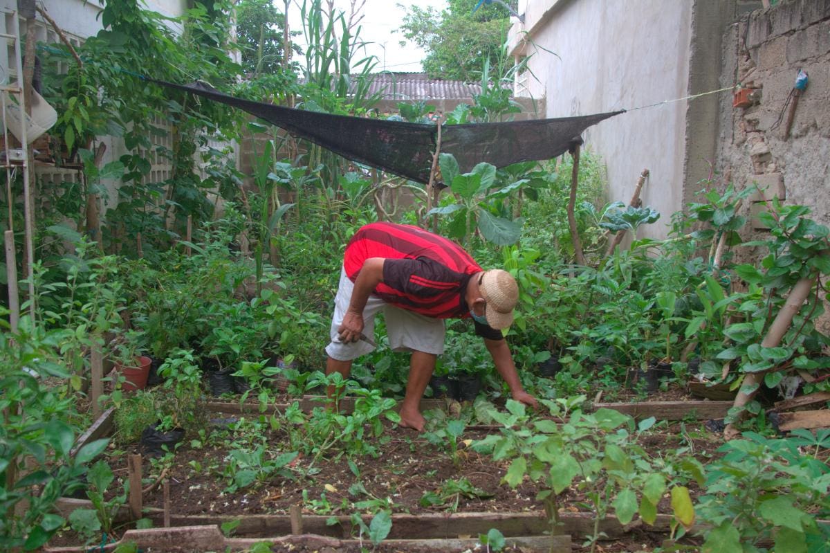 En la huerta tienen plantas ornamentales y medicinales.