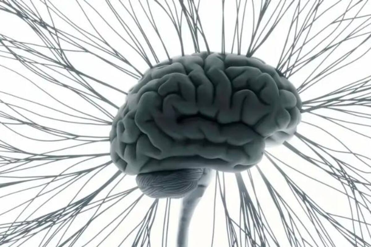 El cerebro sufre un gran “recableado” después de los 40 años