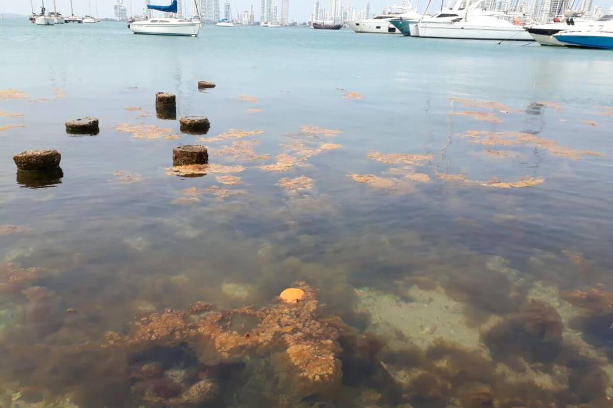 Autoridades analizarán supuesta materia fecal en la bahía
