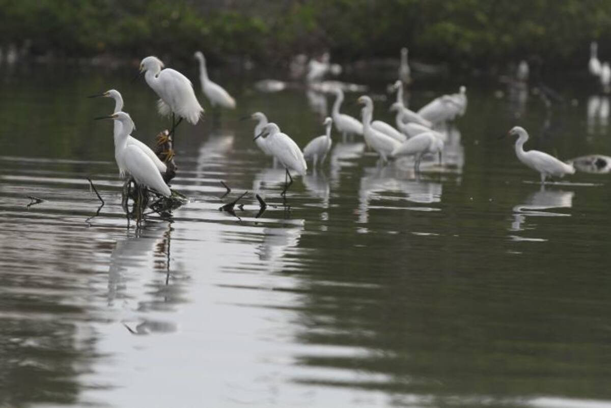 La fauna permanece en el caño, resistiendo los altos niveles de contaminación. Óscar Díaz.