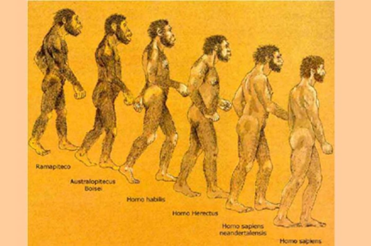 Lo que concluyen todos estos estudios, en todo caso, es que humanos modernos, neandertales, homínidos de Denísova y otros grupos homíninos probablemente coincidieron en tiempo y espacio en Asia.