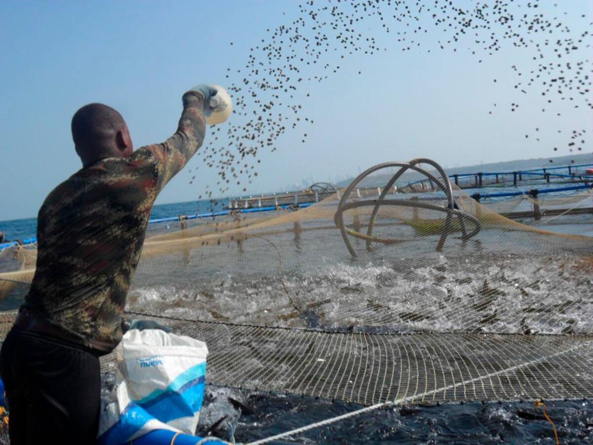 Un piloto de cría de cobias en jaulas sobre el mar, frente a las costas de Tierrabomba, se adelantó hace algunos años por parte de la firma Antillana. // HFA-EU
