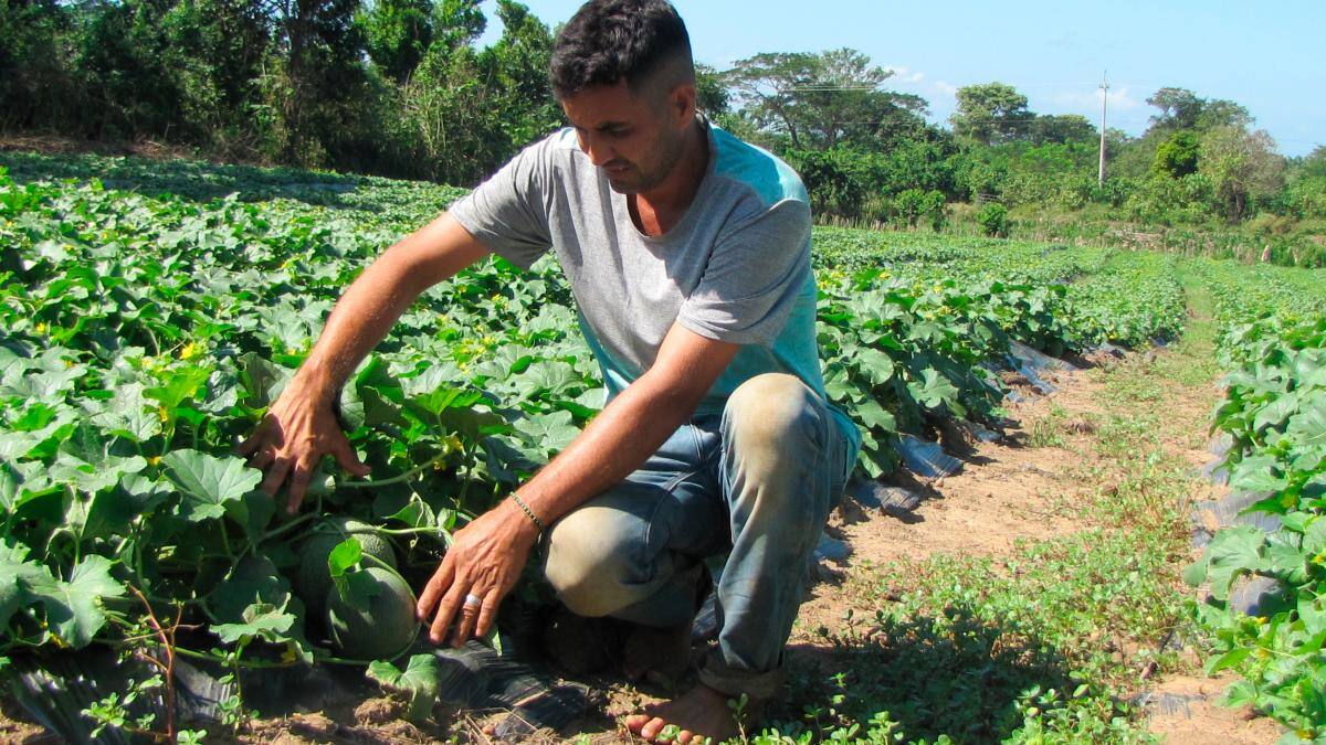 Crisanto Bayona Pérez, un labriego constante y luchador, aferrado a los frutos de la tierra.
