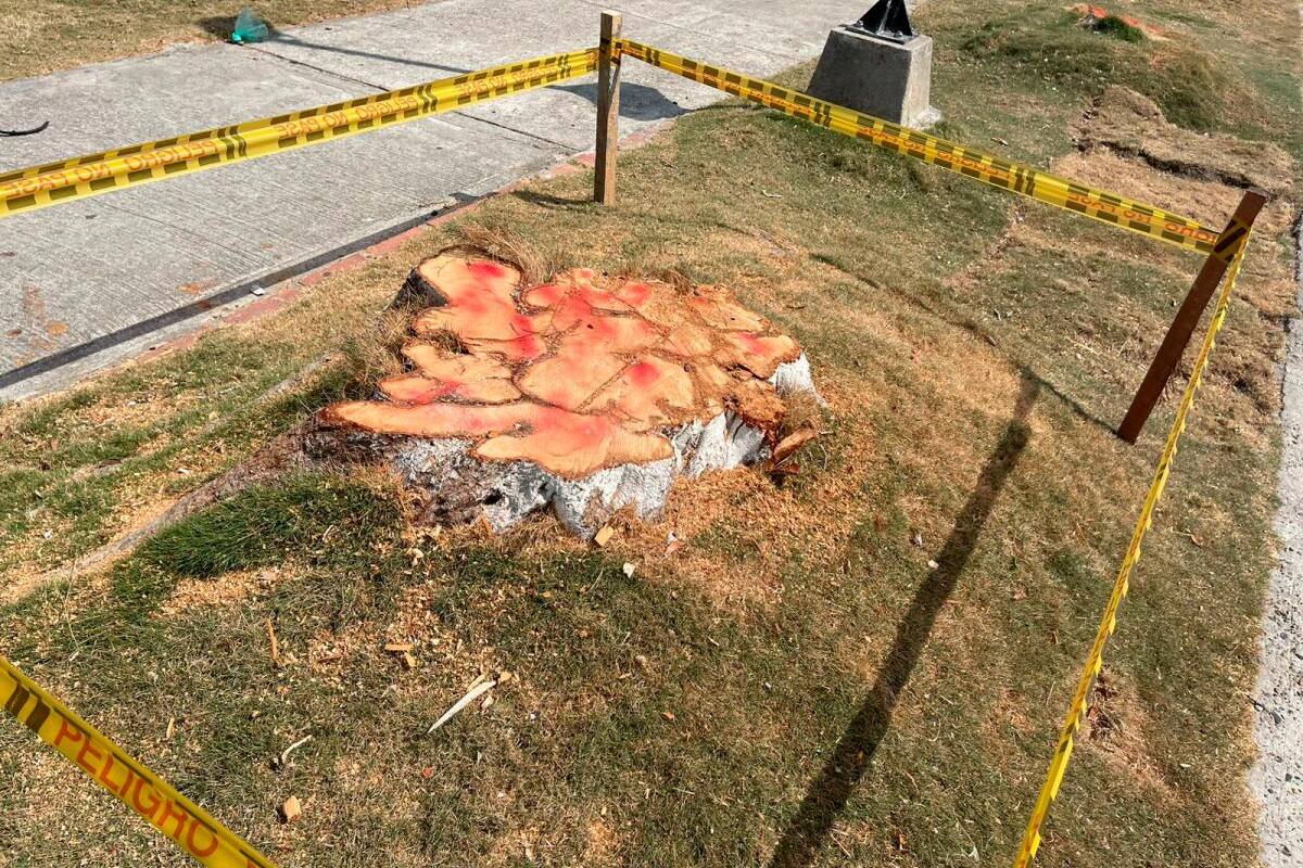 ¿Arboricidio en Castillogrande? Denuncian tala frente al Club Naval