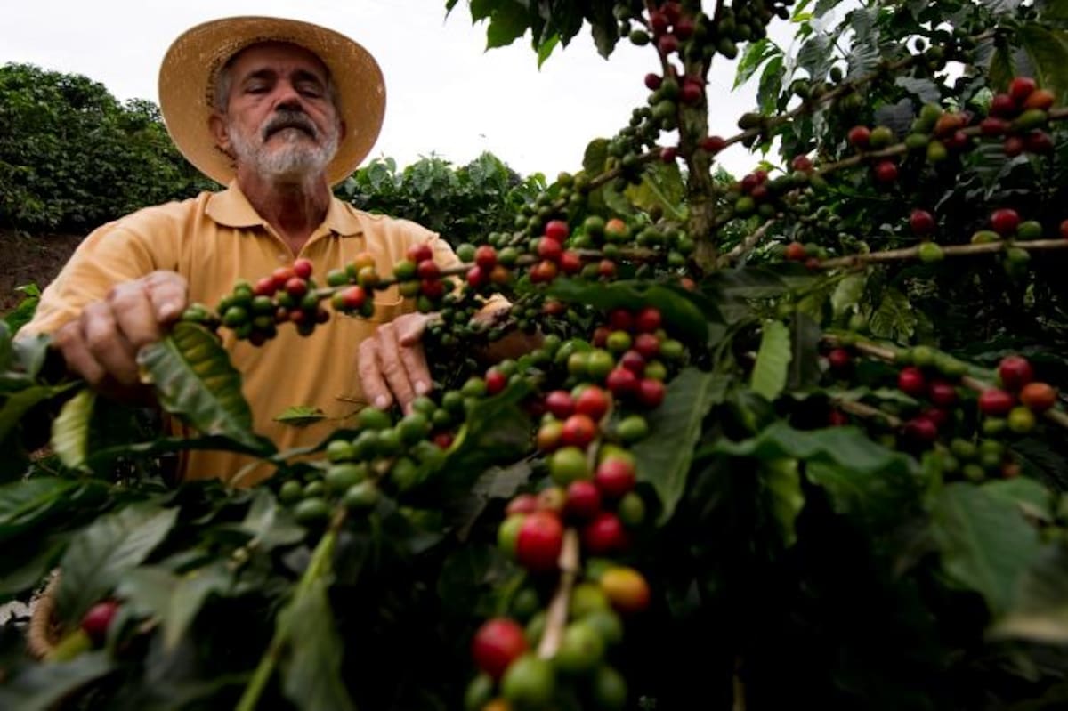 México es otra de las cunas latinoamericanas del café. LUIS ACOSTA - AFP