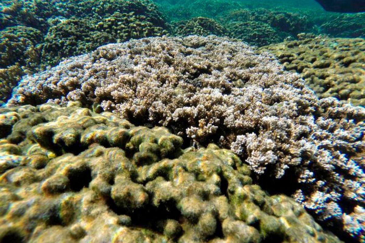 La Tierra agota mañana la sobrecapacidad planetaria