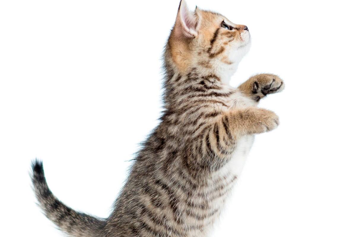 ¿Tienes gatos? Ojo con la “enfermedad del arañazo de gato”