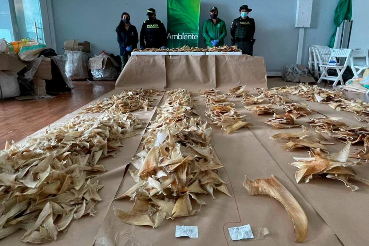 Colombia incauta 3.400 aletas de tiburón que irían a China