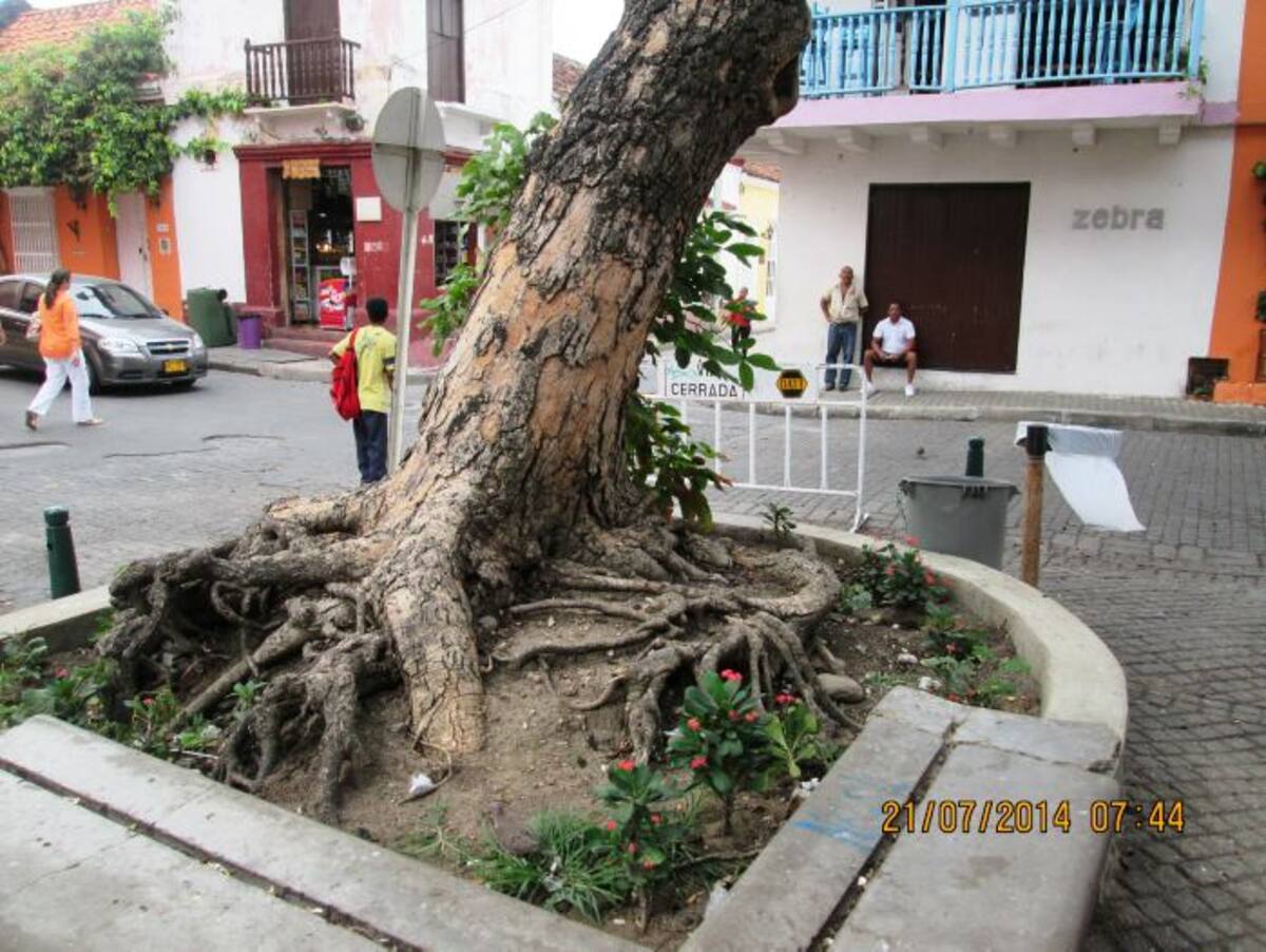 Una planta parásita en el árbol causaría la muerte lenta del campano. Cortesía