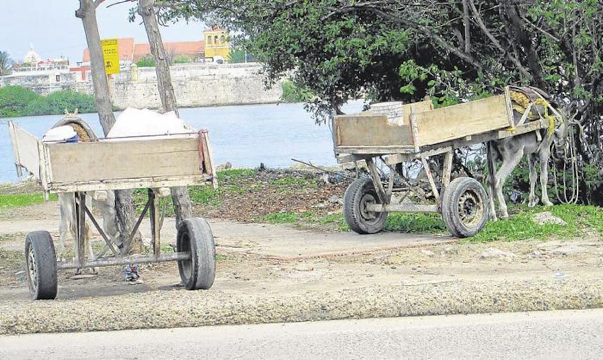 En cualquier parte de Manga son parqueados los vehículos de tracción animal. La imagen fue captada en la margen de la Laguna de San Lázaro, diagonal al conjunto habitacional Villa Venecia. PEDRO TORRES-EL UNIVERSAL