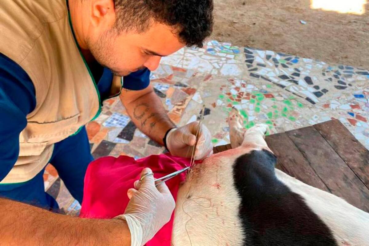 ¡Agéndate! Jornadas de esterilización para perros y gatos en Cartagena