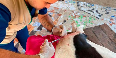 ¡Agéndate! Jornadas de esterilización para perros y gatos en Cartagena
