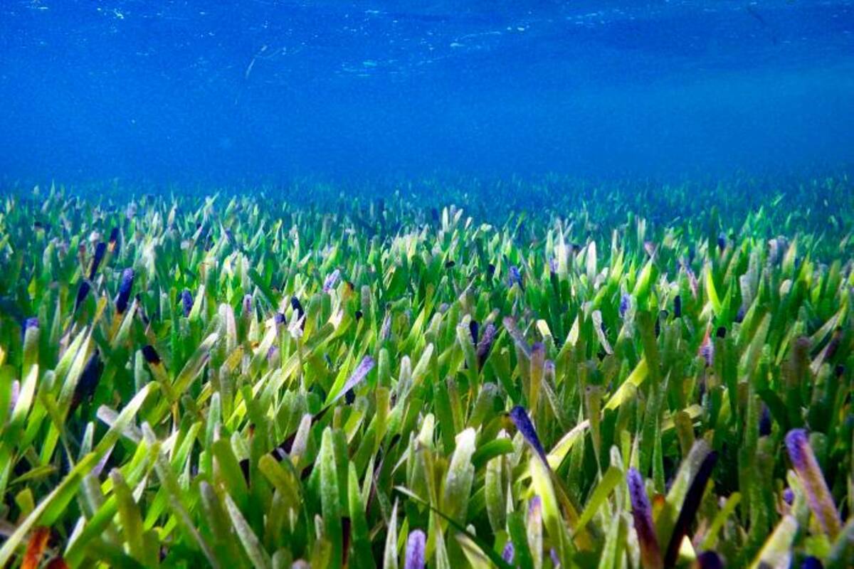 ¡Descubren la planta más grande del mundo! Tiene 4.500 años