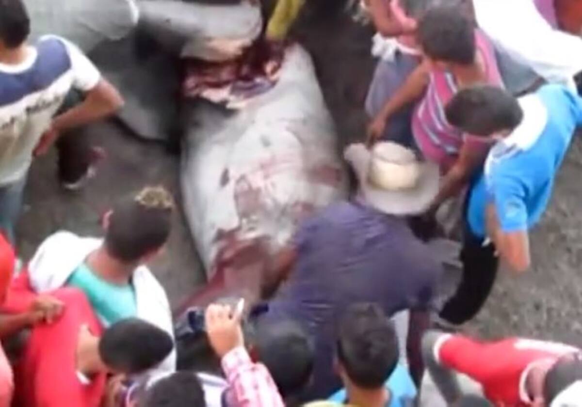 Las personas se repartieron la carne del animal. Imagenes video Youtube